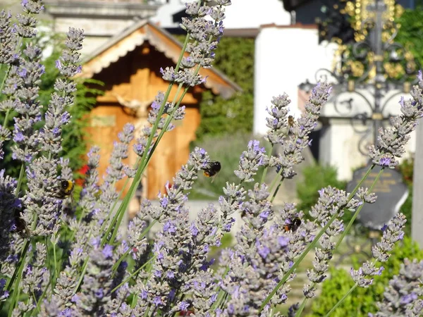 Autumn flowers with bee friends in a Germany garden