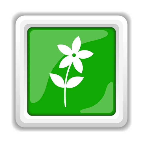 Flower Icon Internet Button White Background — Stock Photo, Image
