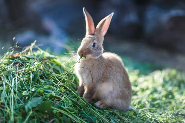 Grey Bunny Feeding Green Grass Garden — Stock Photo, Image