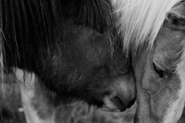 birbirlerini öpmeye iki İzlandalı atlar. yakın çekim. 