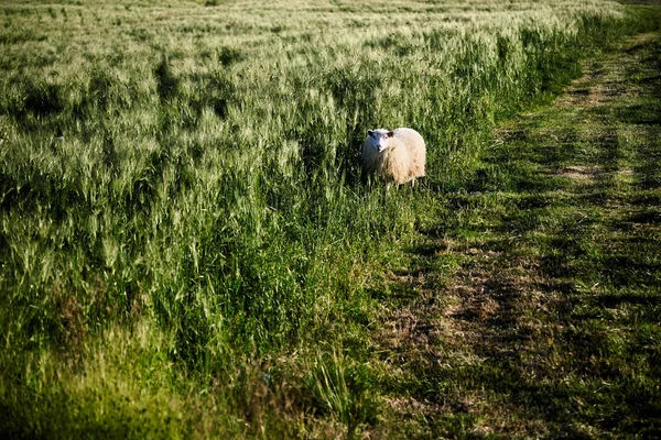 Pâturage solitaire de moutons islandais dans les champs . — Photo