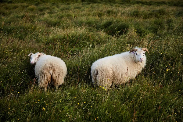 Deux moutons islandais — Photo