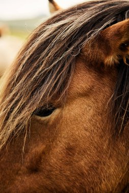 Brown Icelandic horse. Close up clipart