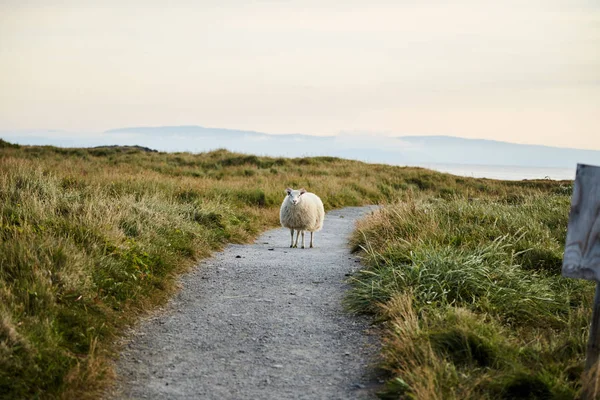 Moutons islandais debout sur la route . — Photo
