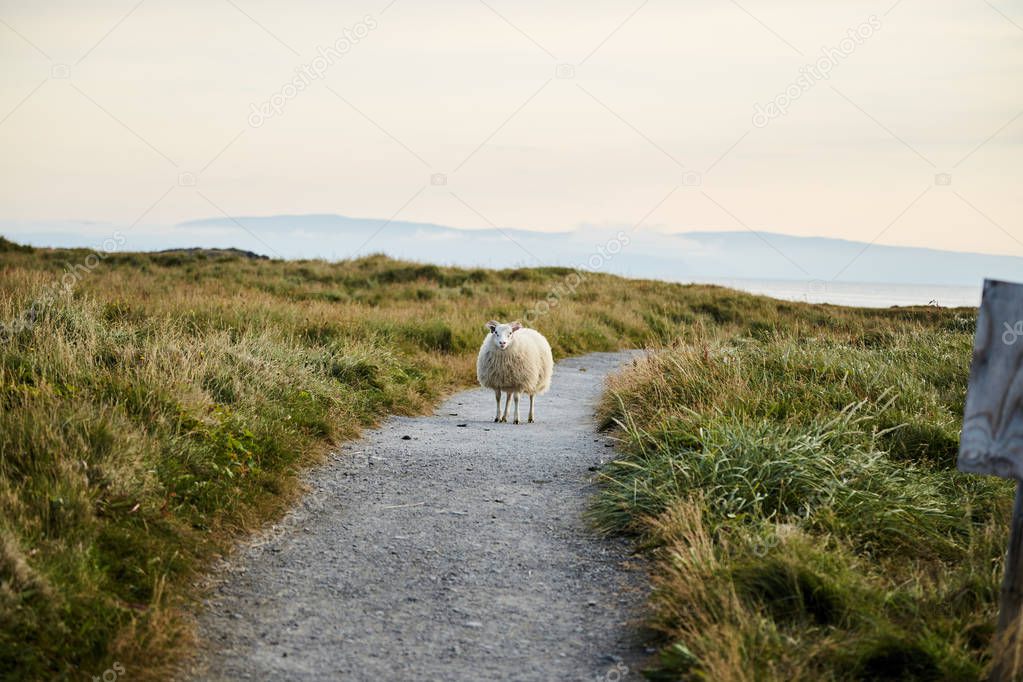 Icelandic sheep standing on the road. 