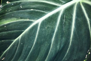 Yeşil tropikal bırakır. Desen. Yakın çekim. Arka plan.