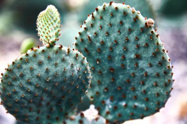 Yeşil succulents kaktüsler. Yakın çekim. Arka plan. Tropikal bitki