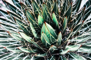 Yeşil succulents kaktüsler. Yakın çekim. Arka plan. Tropikal bitki