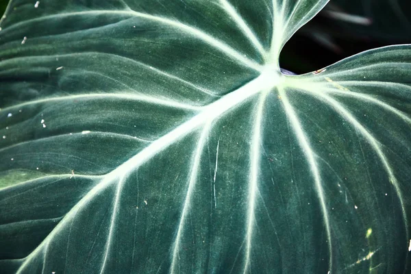 Suculentas verdes cactus. Primer plano. Contexto . — Foto de Stock