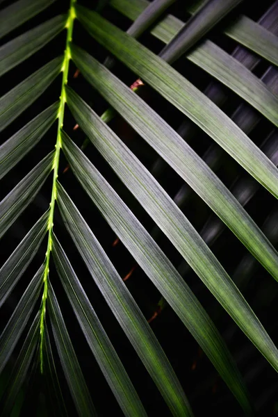 Folhas tropicais verdes. Padrão. Close-up. Contexto . — Fotografia de Stock