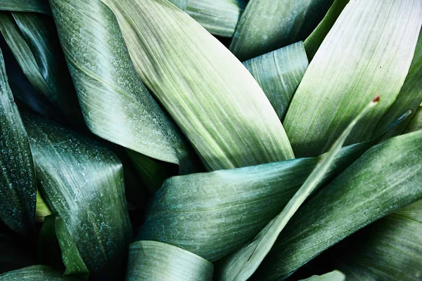 Folhas tropicais verdes. Padrão. Close-up. Contexto . — Fotografia de Stock