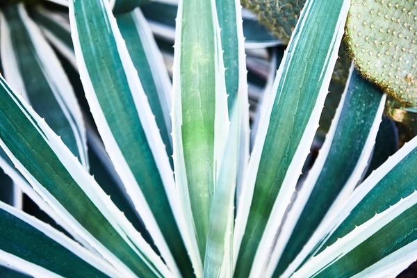 Cactos verdes suculentos. Close-up. Contexto. Plantas tropicais — Fotografia de Stock