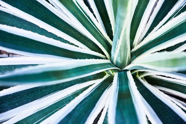 Yeşil succulents kaktüsler. Yakın çekim. Arka plan. Tropikal bitki