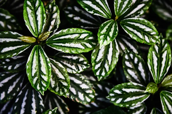 Yeşil tropikal bırakır. Yakın çekim. Arka plan.