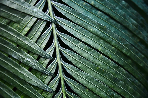 Green tropical leaves. Pattern. Close-up. Background.