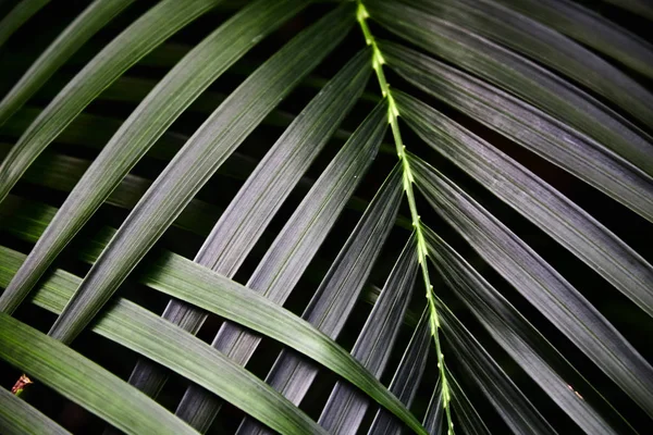 Zelené tropické listy. Vzorek. Detail. Pozadí. — Stock fotografie