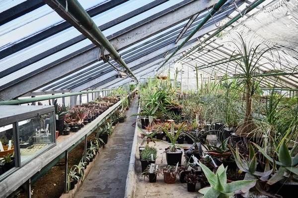 Sera kaktüsler ile. Yeşil succulents kaktüsler. Yakın çekim. Arka plan.