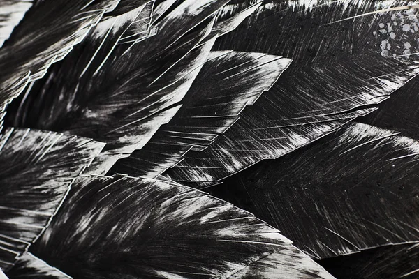 Z bliska. Ozdobny ptak czarny — Zdjęcie stockowe