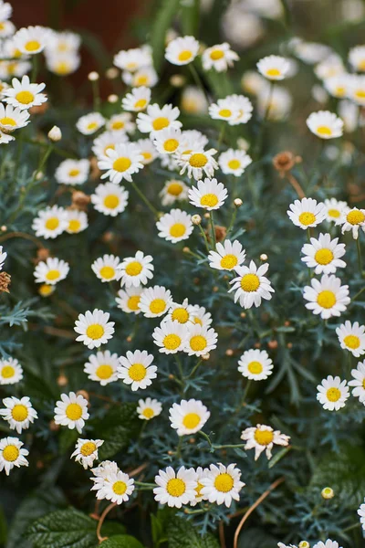 Kamomillblommor på en äng — Stockfoto