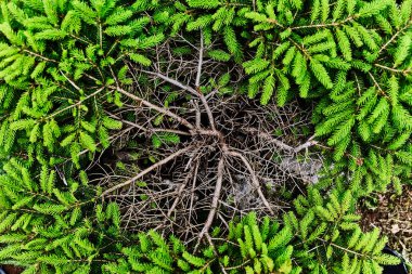 Bush genç Ladin. Üstten görünüm. 