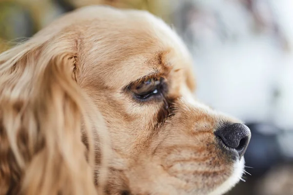 Amerikan Cocker Spaniel köpek yavrusu yan