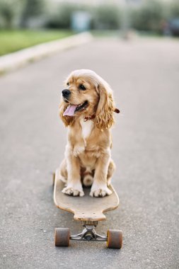 bir kaykay sürme köpek.