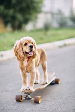 bir kaykay sürme köpek.