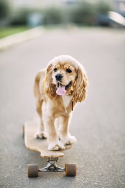 bir kaykay sürme köpek.