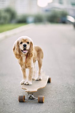 bir kaykay sürme köpek.