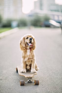 bir kaykay sürme köpek.