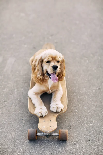 Собака катається на скейті . — стокове фото