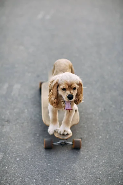 Cão montando um skate . — Fotografia de Stock