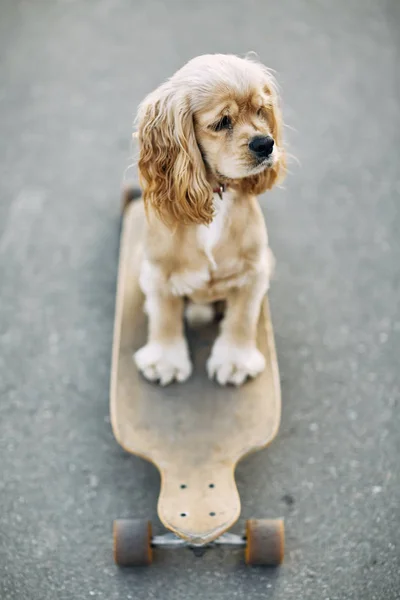 Собака катається на скейті . — стокове фото