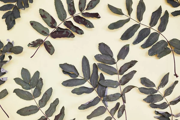 Kuru yaprakları. Arka plan. sarı arka plan. 