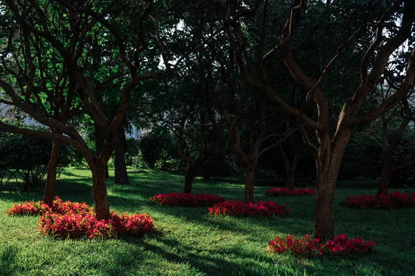 Parque en el centro de Moscú. Luz del atardecer en los árboles . — Foto de Stock