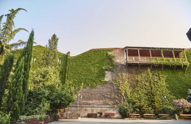 sürünen ficus dış mekanlar, dış duvarlarda kapsayan bir bitki. doku doğa. 