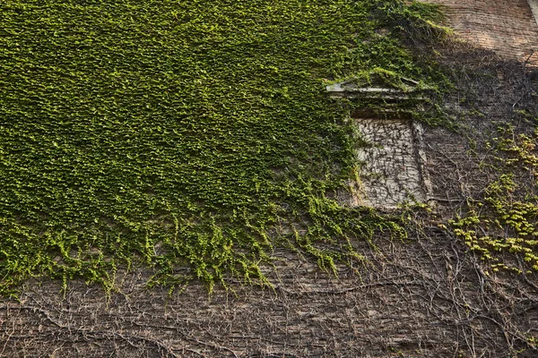 Plíživé fíkus, rostlina, která pokrývá stěny na venkovních míst, venkovní. textura přírody. — Stock fotografie