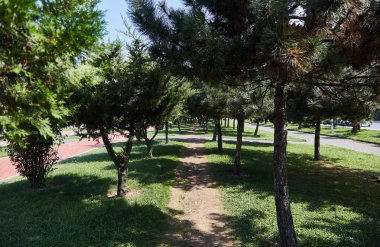 Güneşli bir günde ağaçları arasında bir yol. Batum. 