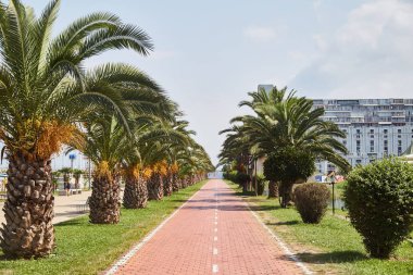 Batum Boulevard güneşli bir günde. Palmiye ağaçları yol boyunca. Batum. Gürcistan. Yaz