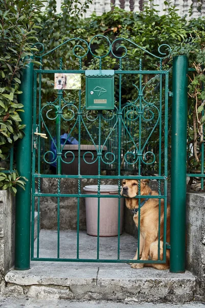Βαρεθεί σκυλί. Θλιβερή σκυλί. Σκύλος που περιμένει τους ιδιοκτήτες. Η πόλη Kotor. Μαυροβούνιο — Φωτογραφία Αρχείου