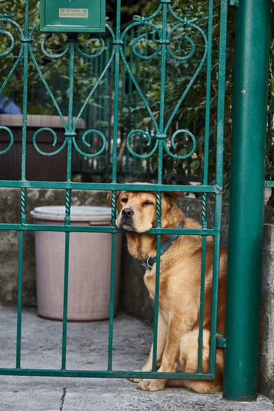 Bored dog. Sad dog. Dog waiting for owners. The town of Kotor. Montenegro