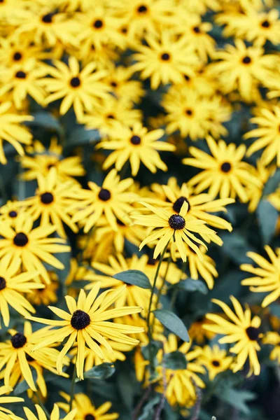 Rudbeckia fulgida. Las flores son amarillas . — Foto de Stock