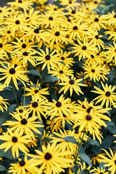 Rudbeckia fulgida. Las flores son amarillas . — Foto de Stock