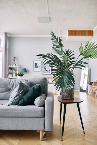 Gray sofa and green plant in the interior — Stock Photo, Image