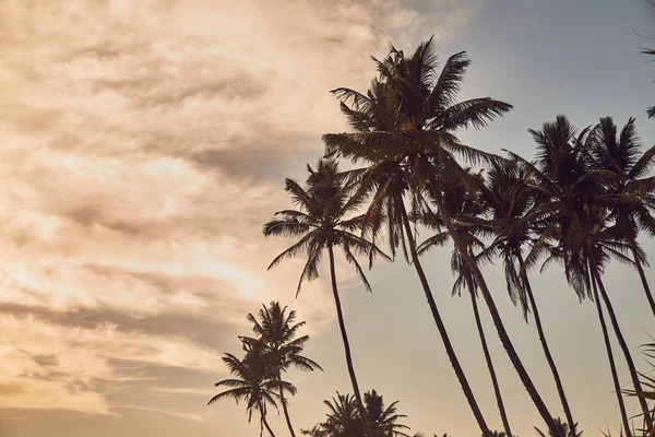 Palmeiras na praia. Praia no Sri Lanka. Oceano Índico. Pôr do sol. Silhuetas de palmeiras — Fotografia de Stock