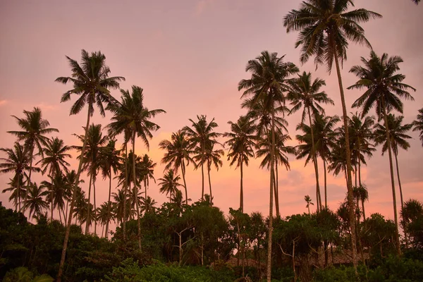 Sylwetka Drzewa Palmy Zachód Słońca Tropikalne Plaża Midigama Sri Lanka — Zdjęcie stockowe