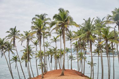Ağaçlar palms. gizli plaj. Mirissa, Sri Lanka