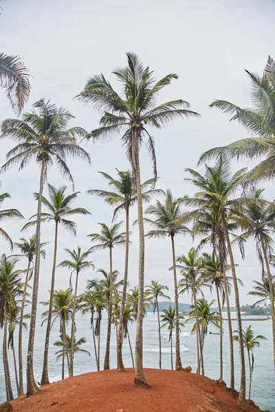 Palmy, stromy. tajné beach. Mirissa (jih), Srí Lanka — Stock fotografie