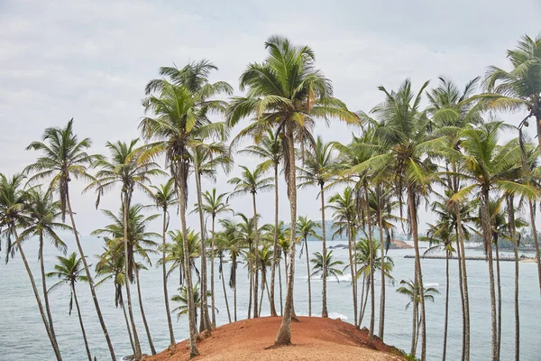 Palmy, stromy. tajné beach. Mirissa (jih), Srí Lanka — Stock fotografie