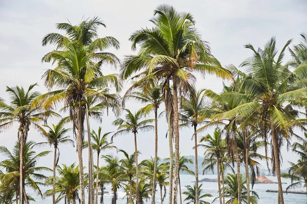 Palmy, stromy. tajné beach. Mirissa (jih), Srí Lanka — Stock fotografie
